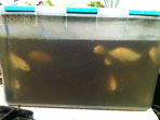 Friendly Aquaponics