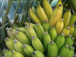 Friendly Aquaponics Internship, Jan 2011