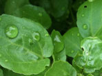 Friendly Aquaponics Internship, Jan 2011